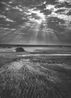 Herd of Buffalo Kafue National Park Zambia by Sebastiao Salgado contemporary artwork Photography