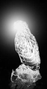 Buffy IV by Robert Zhao Renhui contemporary artwork print