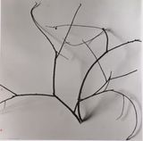 Whispers of Trees - Hawthorn The Cold Mountain Wild Vines by Chu Chu contemporary artwork photography works on paper