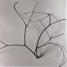 Whispers of Trees - Hawthorn The Cold Mountain Wild Vines by Chu Chu contemporary artwork Works on Paper