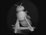 Dead Bee Portrait 2 by Anne Noble contemporary artwork photography