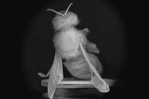 Anne Noble