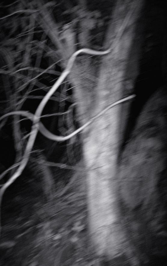 Nocturnal Assembly 9 by Anne Noble contemporary artwork Print