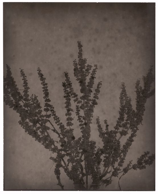 Salvia by Walter Schels contemporary artwork Photography