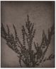 Salvia by Walter Schels contemporary artwork Photography