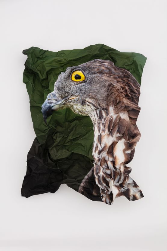 British Birds of Prey Honey Buzzard by Marcus Coates contemporary artwork Painting