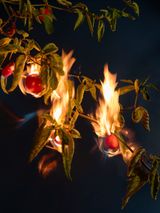 Burning and cleansing chilli pepper aji axi achi hot pepper cayenne pepper birds eye chilli and bird pepper by Ann Shelton contemporary artwork print