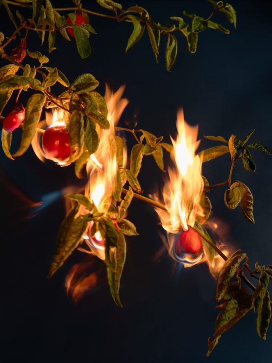 Burning and cleansing chilli pepper aji axi achi hot pepper cayenne pepper birds eye chilli and bird pepper by Ann Shelton contemporary artwork Print