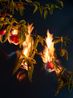 Burning and cleansing chilli pepper aji axi achi hot pepper cayenne pepper birds eye chilli and bird pepper by Ann Shelton contemporary artwork Print