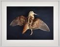 Waldschnepfe Scolopax rusticola Leibniz IZW Berlin by Thomas Struth contemporary artwork Print