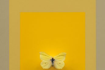 Contemporary art exhibition Henrik Hakansson THE CIRCLE OF A SQUARE AND THE EFFECT OF A BUTTERFLY at The Modern Institute Airds Lane United Kingdom