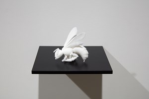 Anne Noble