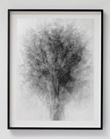 Blossfeldt..... After Karl Blossfeldt Art Forms in Nature by Idris Khan contemporary artwork photography