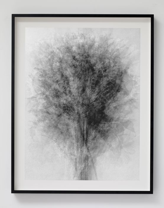Blossfeldt..... After Karl Blossfeldt Art Forms in Nature by Idris Khan contemporary artwork Photography