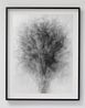 Blossfeldt..... After Karl Blossfeldt Art Forms in Nature by Idris Khan contemporary artwork Photography