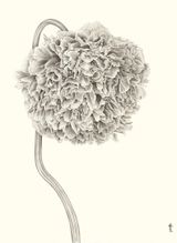 A Fairy Flower by Zhang Yirong contemporary artwork drawing painting works on paper