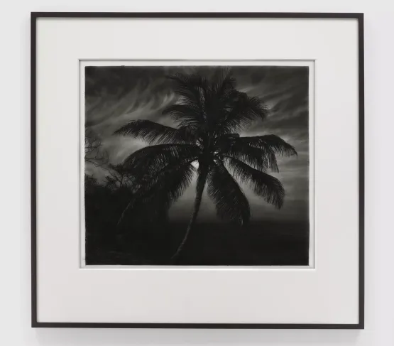 Study of Setting Sun Palm Tree by Robert Longo contemporary artwork Works on Paper
