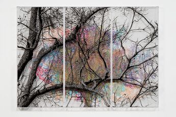 Contemporary art exhibition Charles Gaines Southern Trees at Hauser  Wirth New York 22nd Street United States