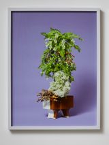 The Ladies Maid Valerian Valerian sp. by Ann Shelton contemporary artwork photography