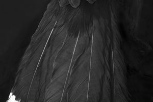 Fiona Pardington