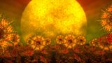 Sun Followers by Mbryonic With Xavier Sole contemporary artwork mixed media moving image