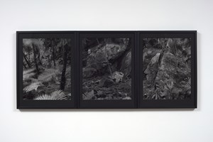 Mark Adams