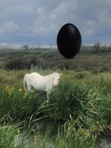 The Camargue Horse by Rachel Rose contemporary artwork print