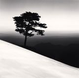Mountain Tree Study 1 Danyang Chungcheonbukdo by Michael Kenna contemporary artwork photography