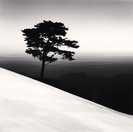 Mountain Tree Study 1 Danyang Chungcheonbukdo by Michael Kenna contemporary artwork Photography