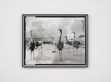 Second Beast by Gerard Byrne contemporary artwork photography