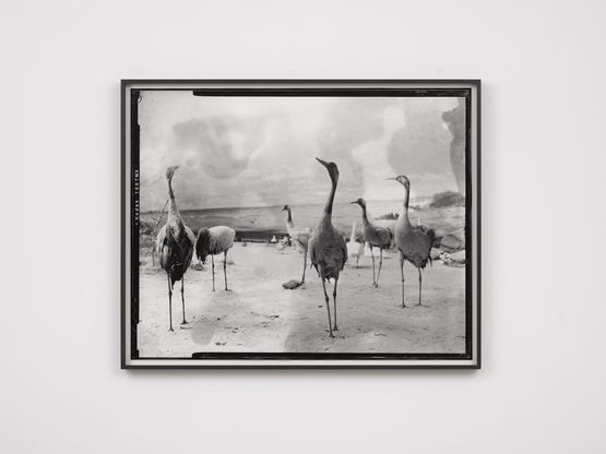 Second Beast by Gerard Byrne contemporary artwork Photography