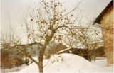 Apfelbaum by Frank Madler contemporary artwork print