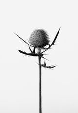 Cirsium vulgare Wollkopf-Kratzdistel by Peter Mathis contemporary artwork photography print