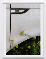 Schmetterlinge indicator by Paul Hutchinson contemporary artwork print