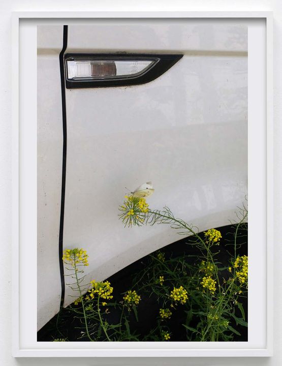 Schmetterlinge indicator by Paul Hutchinson contemporary artwork Print