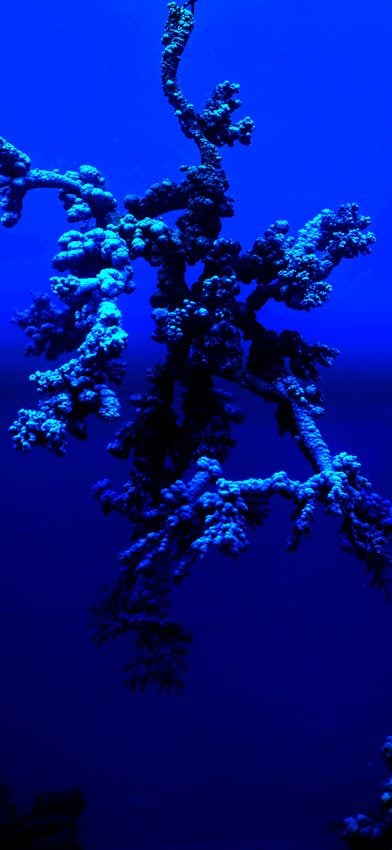 Agnieszka Kurant Asks Us to Re-Imagine Society Without Exploitation