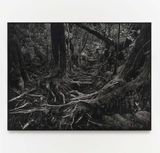lereng Gede biosphere The Biosphere of Mount Gede by Maryanto contemporary artwork painting