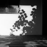 Im Schatten der Kiwi by Peter Nadas contemporary artwork print