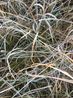 Entangled Script Homage to Wang Dongling by Stephen King contemporary artwork Photography