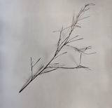 Whispers of Trees-Bamboo by Chu Chu contemporary artwork drawing photography
