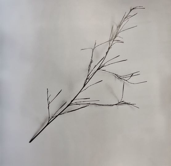 Whispers of Trees-Bamboo by Chu Chu contemporary artwork Photography