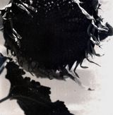 The Monster by Ziad Antar contemporary artwork photography