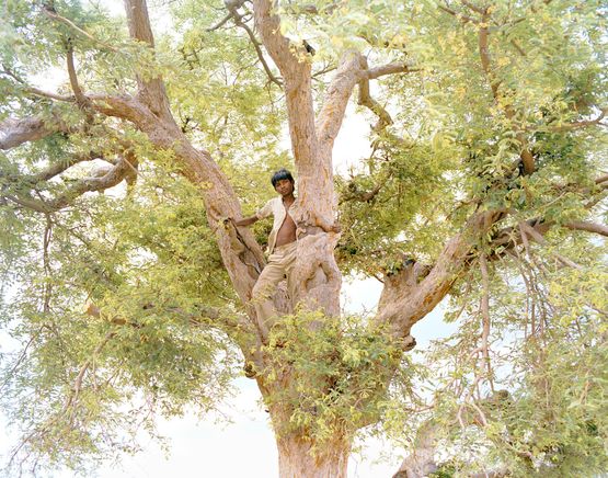 The Song of Sparrows in a Hundred Days of Summer by Sohrab Hura contemporary artwork Print