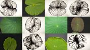 Reflections Nature Series Lotus by Barbara Edelstein contemporary artwork Painting