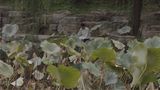 Distorting Words by Wang Tuo contemporary artwork moving image