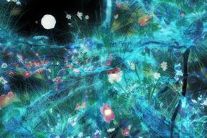 teamLab
