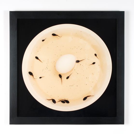 Artificial Insemination I by Nina Katchadourian contemporary artwork Photography