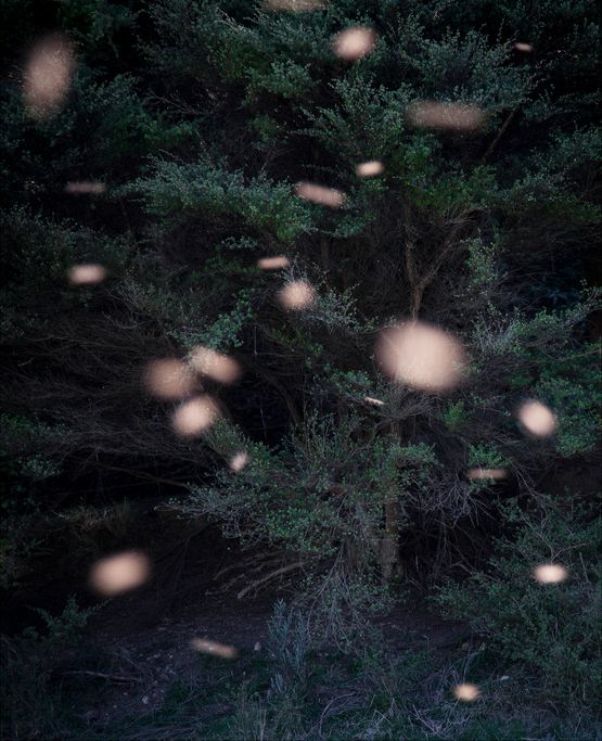 Song Sting Swarm 11 by Anne Noble contemporary artwork Photography