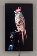 Female Gyr-Prairie Falcon Shumla by Diana Thater contemporary artwork moving image
