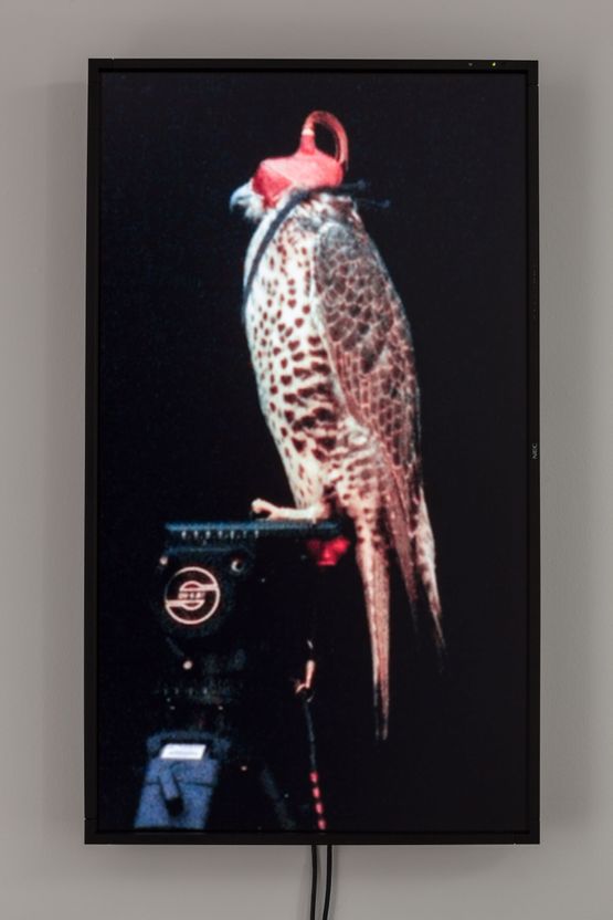Female Gyr-Prairie Falcon Shumla by Diana Thater contemporary artwork Moving Image